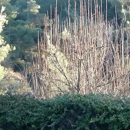 Villa κατοικία με θέα στο δάσος *